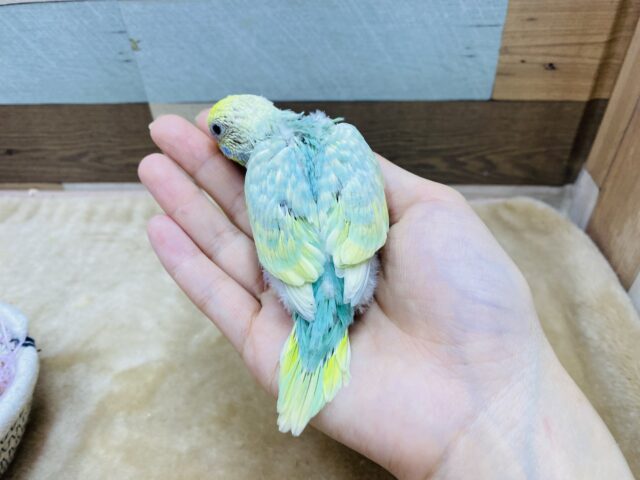 セキセイインコ