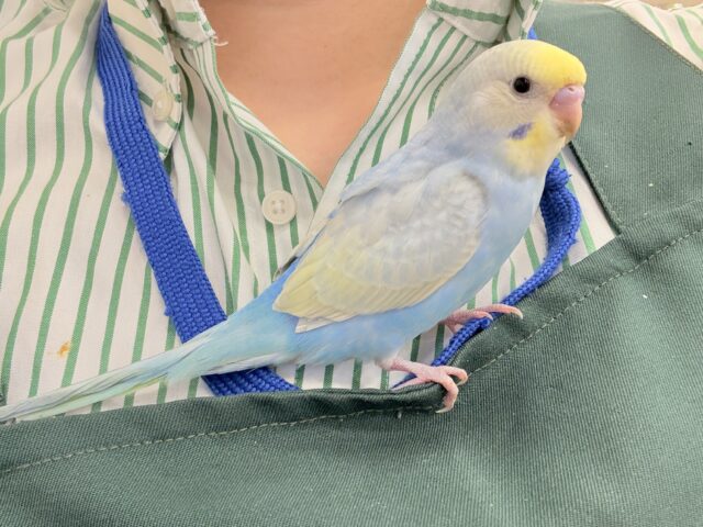 セキセイインコ