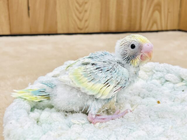 セキセイインコ