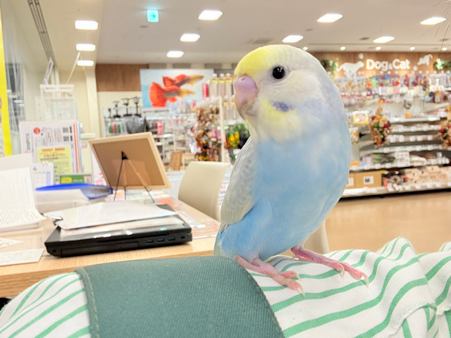 セキセイインコ