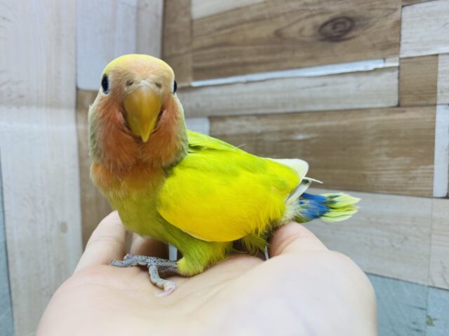コザクラインコ（小桜インコ）