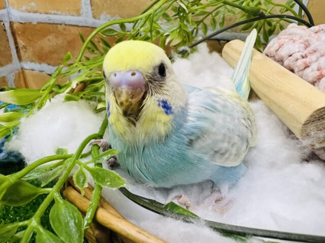 セキセイインコ