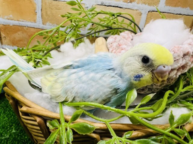 セキセイインコ