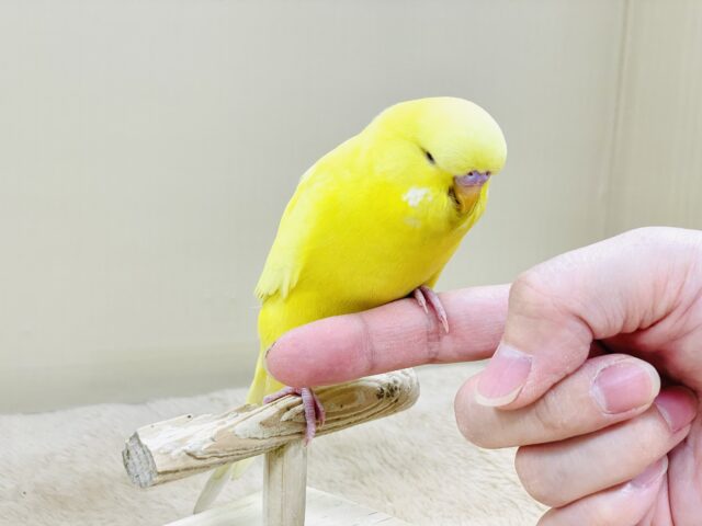 ジャンボセキセイインコ
