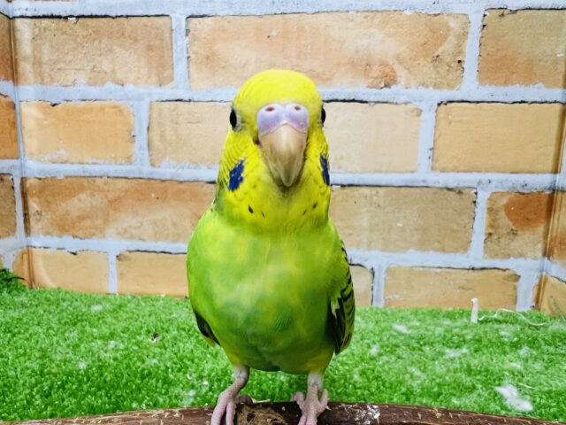 セキセイインコ