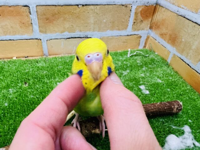 セキセイインコ