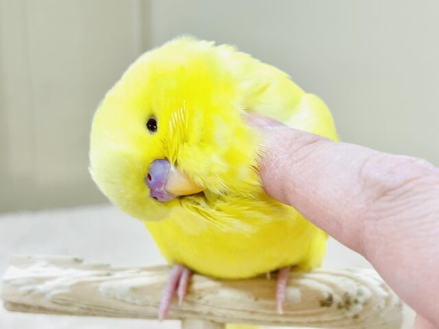 ジャンボセキセイインコ
