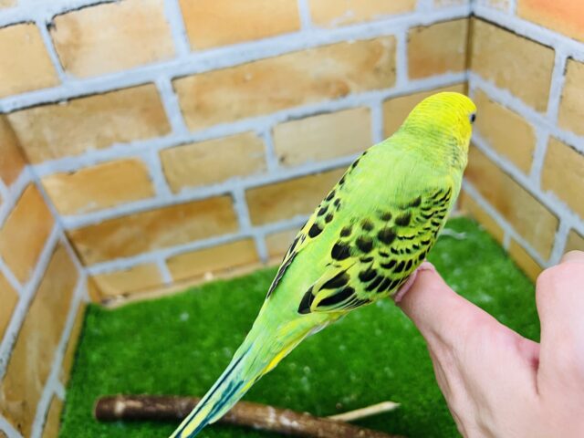 セキセイインコ