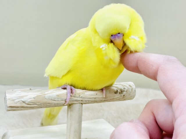ジャンボセキセイインコ