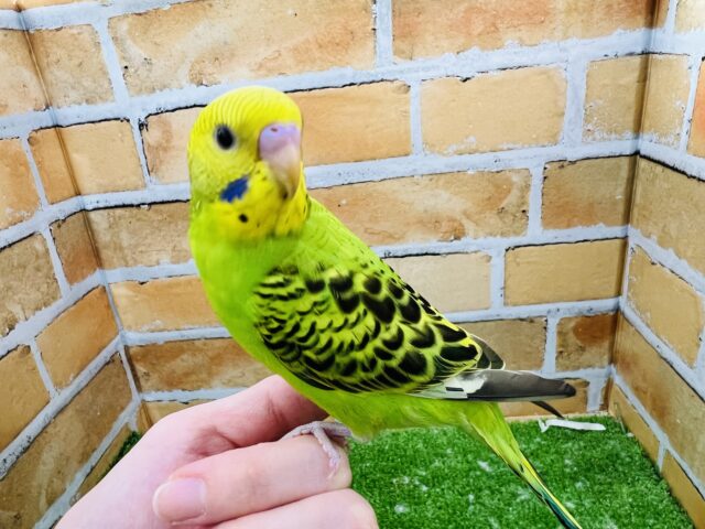 セキセイインコ
