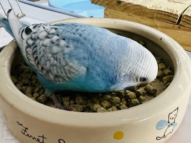 セキセイインコ