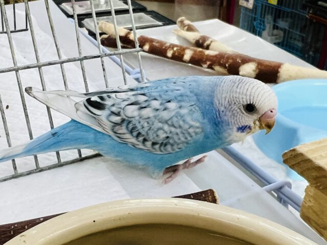 セキセイインコ