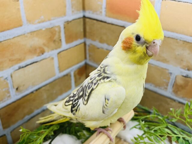 オカメインコ