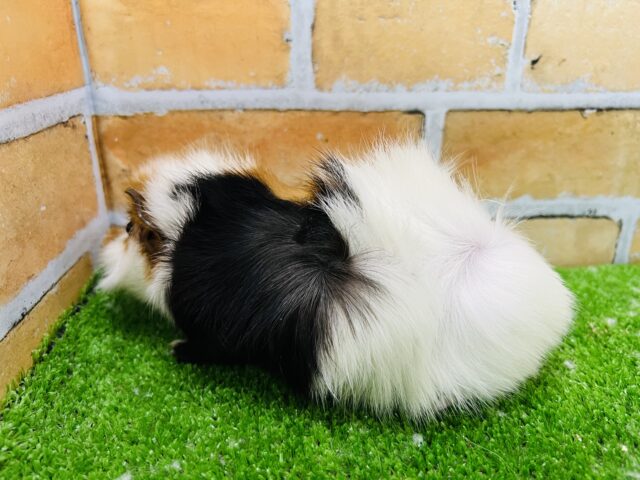 アビシニアンモルモット