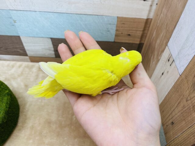 セキセイインコ