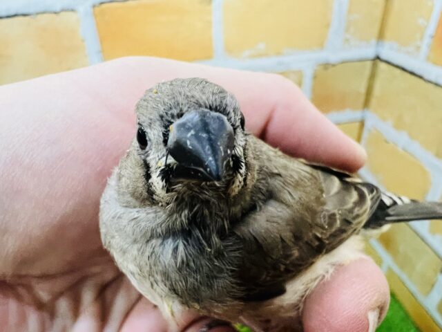 錦花鳥（キンカチョウ）