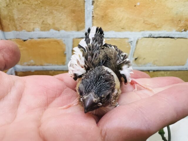 十姉妹（ジュウシマツ）