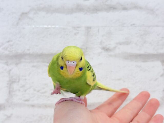 セキセイインコ