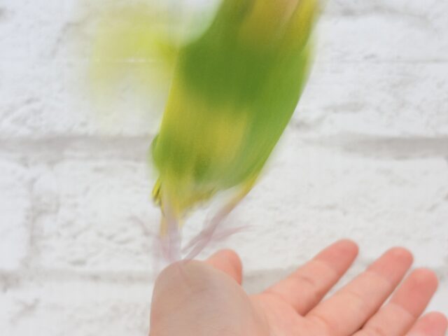 セキセイインコ