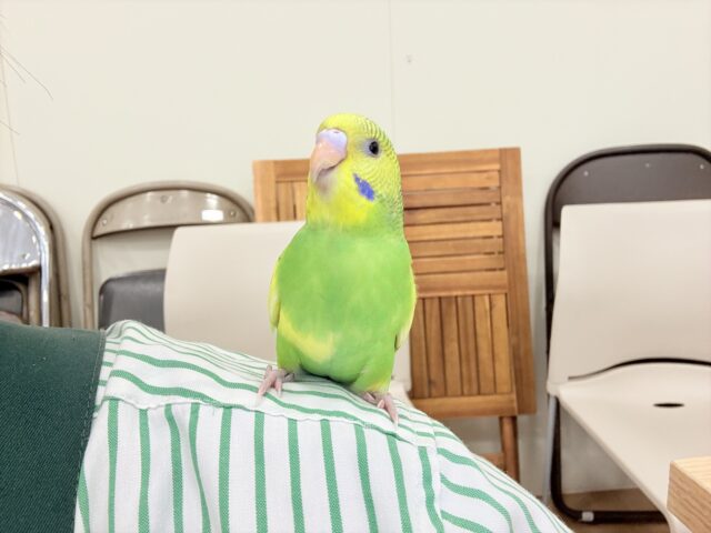 セキセイインコ