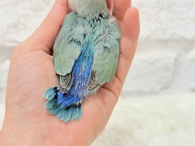 コザクラインコ（小桜インコ）