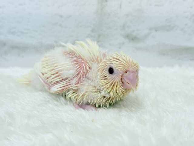 サザナミインコ