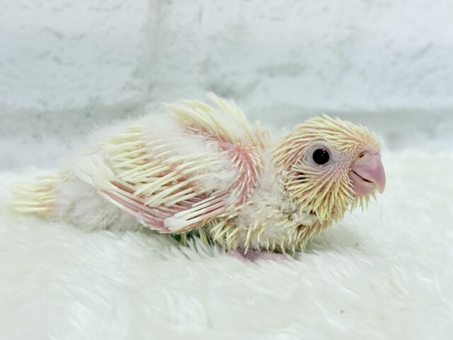 サザナミインコ