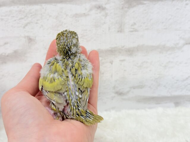 サザナミインコ