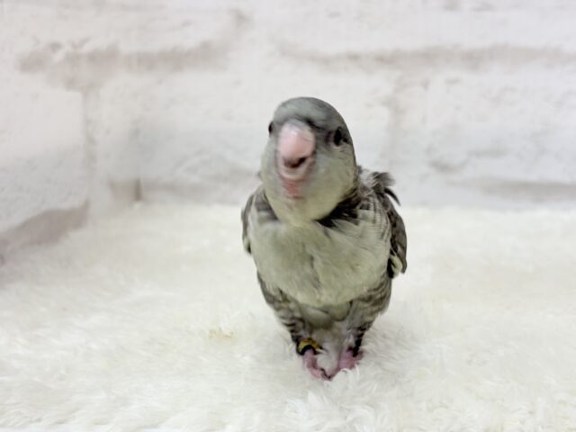 サザナミインコ