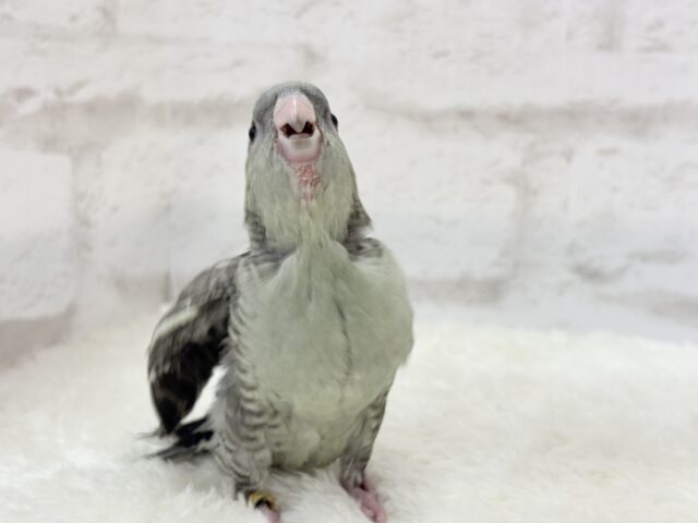 サザナミインコ