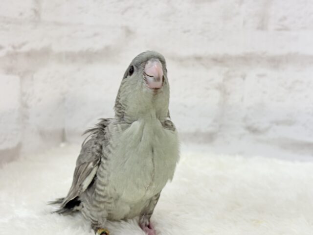 サザナミインコ