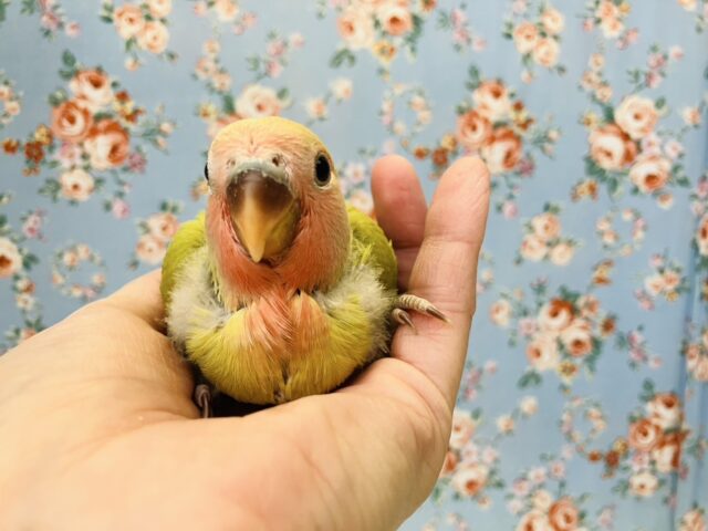 コザクラインコ（小桜インコ）