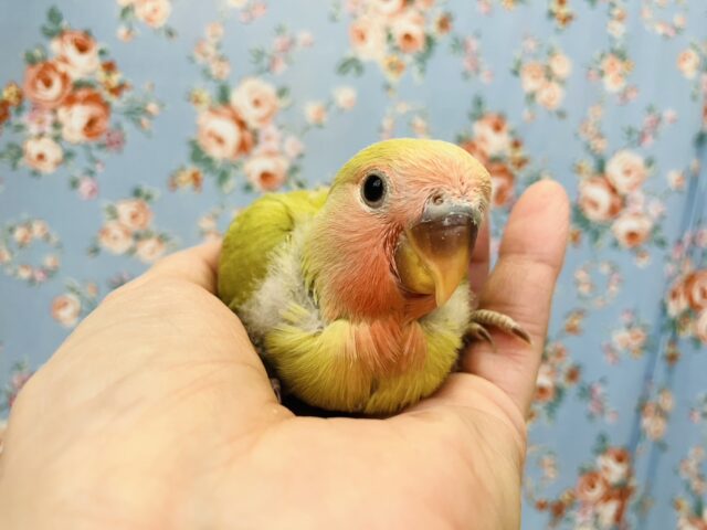 コザクラインコ（小桜インコ）