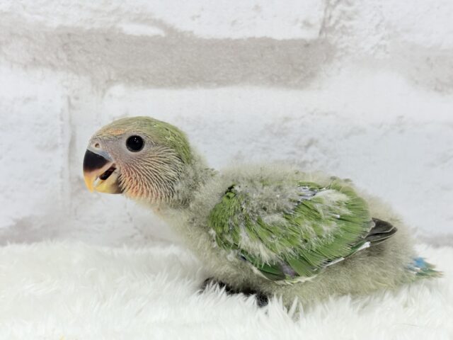 コザクラインコ（小桜インコ）