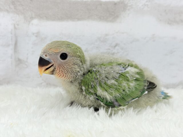 コザクラインコ（小桜インコ）