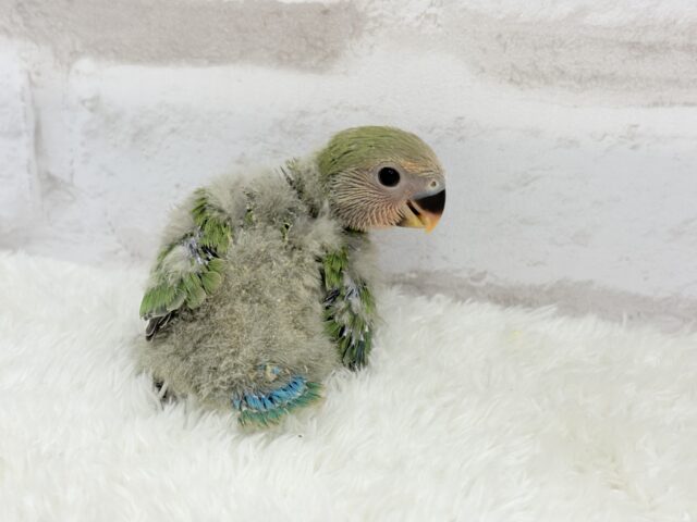 コザクラインコ（小桜インコ）