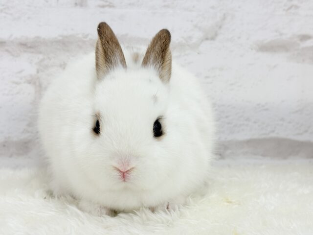 ミニウサギ