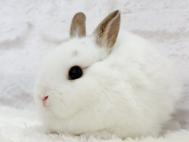 ミニウサギ