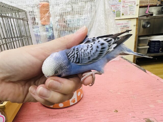 セキセイインコ