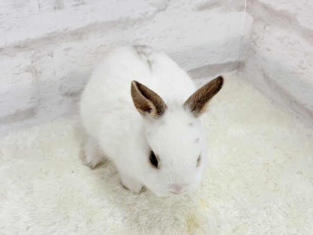ミニウサギ