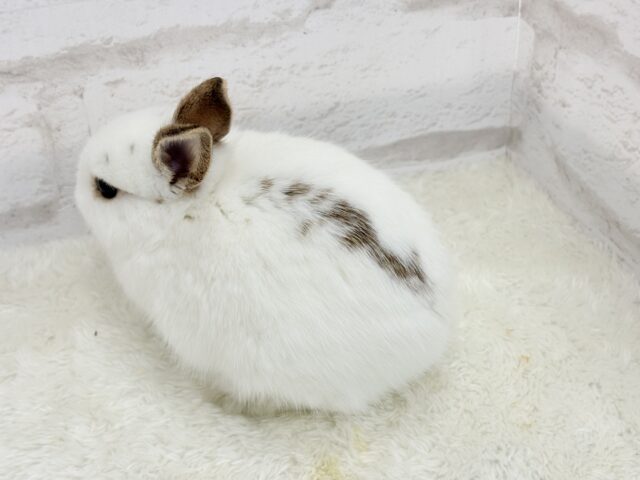 ミニウサギ