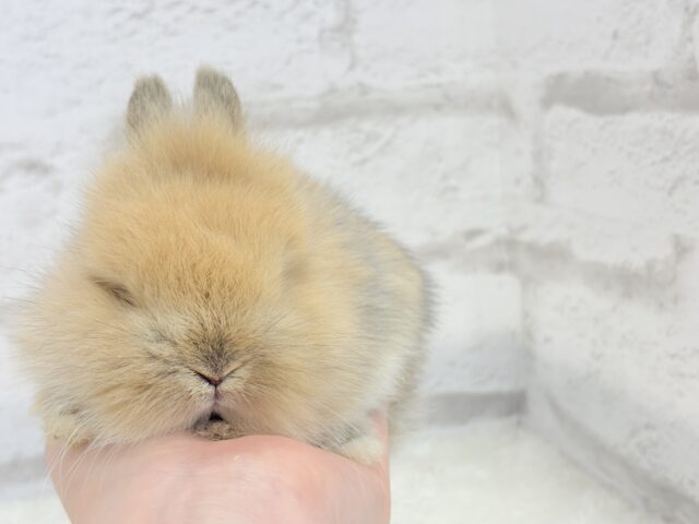 ライオンラビット