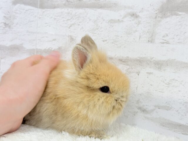 ライオンラビット