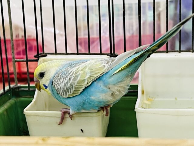 セキセイインコ