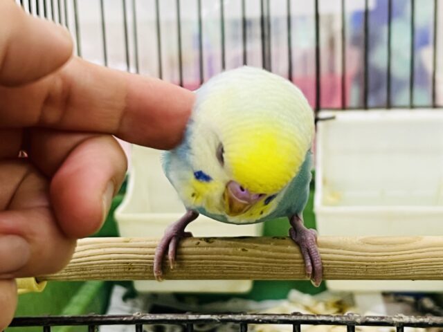 セキセイインコ