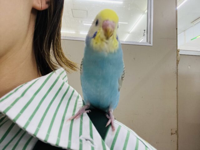セキセイインコ