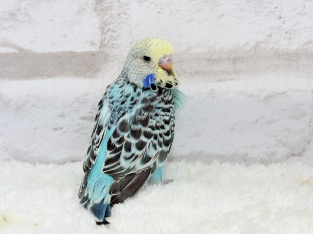 ジャンボセキセイインコ