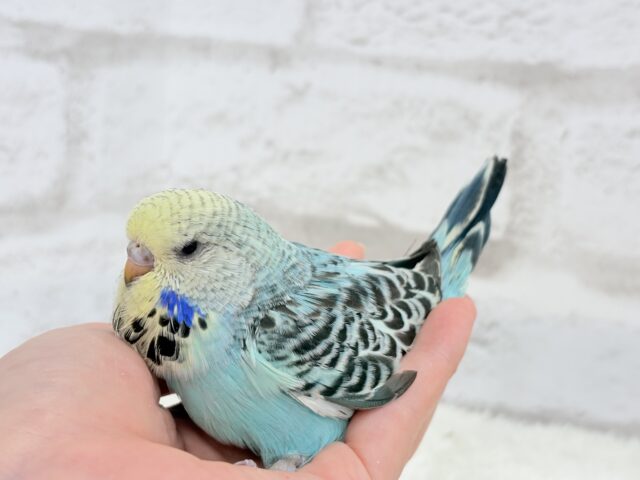 ジャンボセキセイインコ