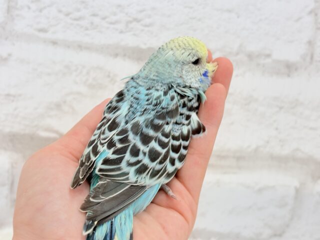 ジャンボセキセイインコ