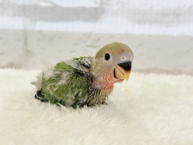 コザクラインコ（小桜インコ）